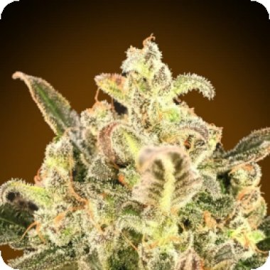 Advanced Cannabis Seeds Auto Biodiesel Mass Xxl