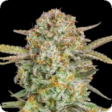 Advanced Cannabis Seeds Auto Bruce Banner Xxl