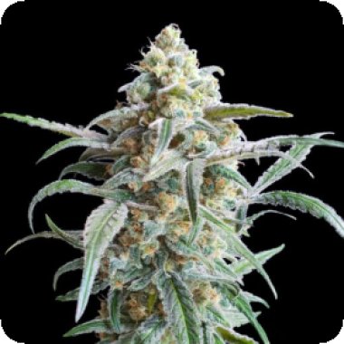 Advanced Cannabis Seeds Auto Cherry Pie