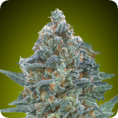 Advanced Cannabis Seeds Auto Critical Lemon Cbd