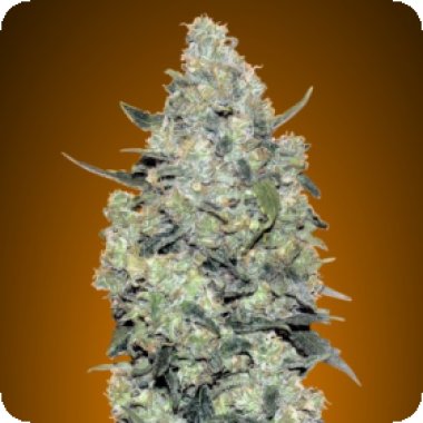 Advanced Cannabis Seeds Auto Critical Mass
