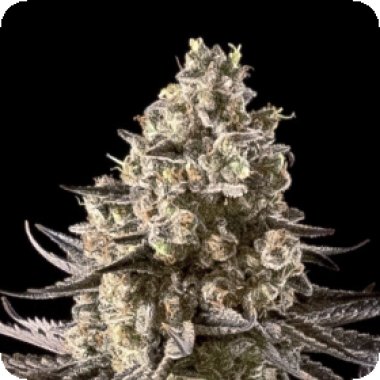 Advanced Cannabis Seeds Auto Fire Dog