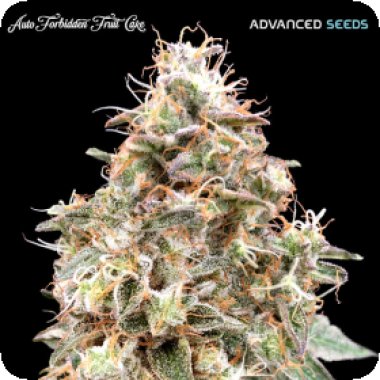 Advanced Cannabis Seeds Auto Forbidden Fruit Cake