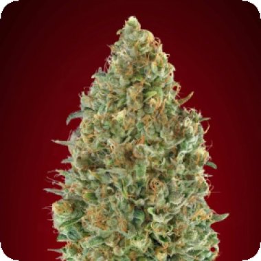 Advanced Cannabis Seeds Auto Kaya 47