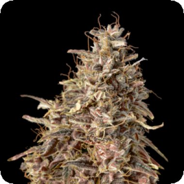 Advanced Cannabis Seeds Auto Mimosa Punch
