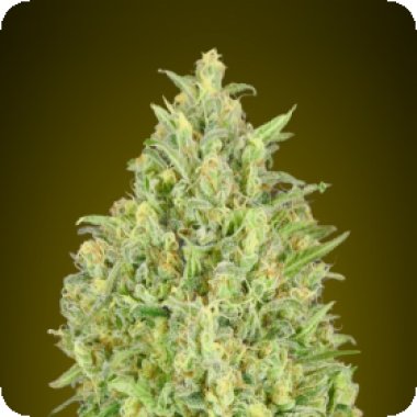 Advanced Cannabis Seeds Auto Pineapple Glue