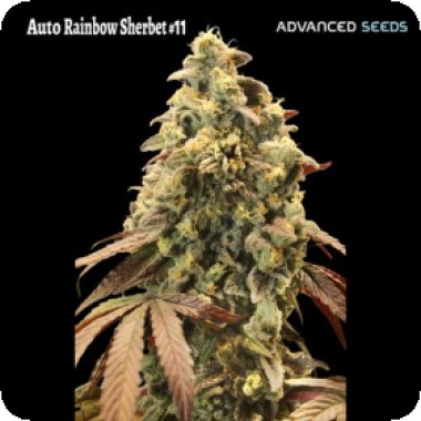 Advanced Cannabis Seeds Auto Rainbow Sherbet 11