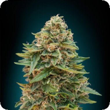 Advanced Cannabis Seeds Auto Skunk 47