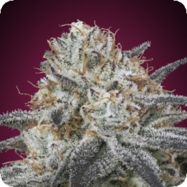Advanced Cannabis Seeds Auto Slurricane