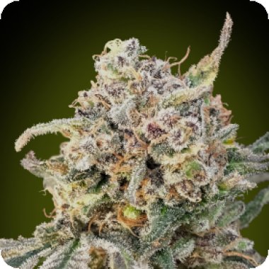 Advanced Cannabis Seeds Auto Somango Glue