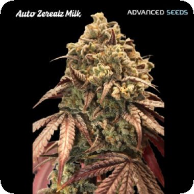 Advanced Cannabis Seeds Auto Zerealz Milk