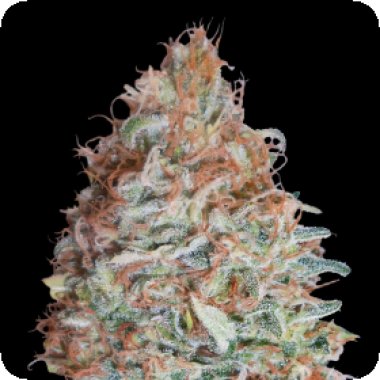 Advanced Cannabis Seeds Banana Cookies