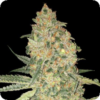 Advanced Cannabis Seeds Bruce Banner
