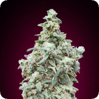 Advanced Cannabis Seeds Cherry Pie