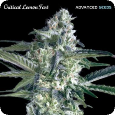 Advanced Cannabis Seeds Critical Lemon Fast Version