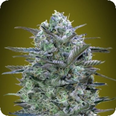 Advanced Cannabis Seeds Critical Lemon