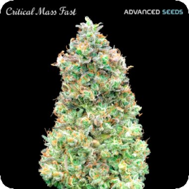 Advanced Cannabis Seeds Critical Mass Fast Version