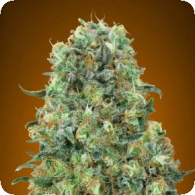 Advanced Cannabis Seeds Critical Mass