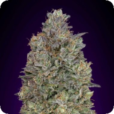 Advanced Cannabis Seeds Critical Purple Kush