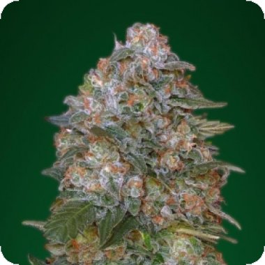 Advanced Cannabis Seeds Critical Soma