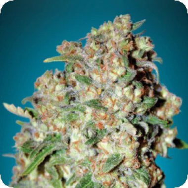 Advanced Cannabis Seeds Critical
