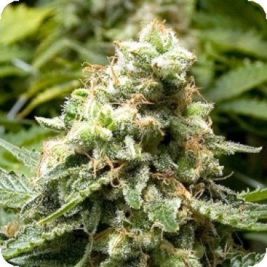 Advanced Cannabis Seeds Early Widow