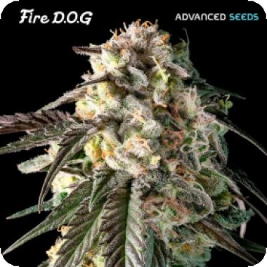 Advanced Cannabis Seeds Fire Dog