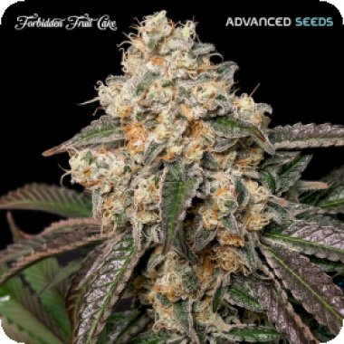 Advanced Cannabis Seeds Forbidden Fruit Cake