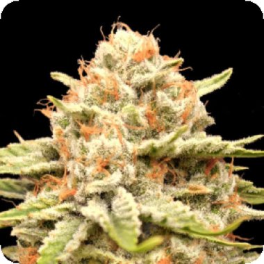 Advanced Cannabis Seeds Garlicane
