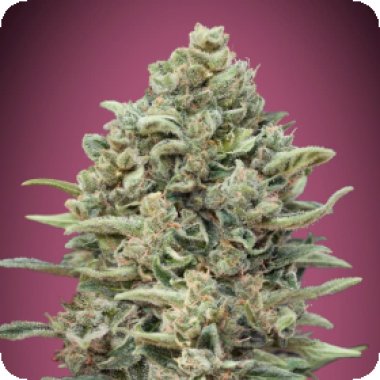 Advanced Cannabis Seeds Gelato 33 Fast Version