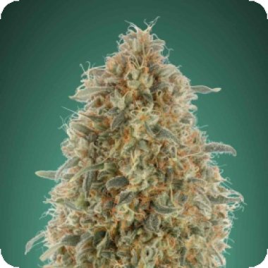 Advanced Cannabis Seeds Gorilla Blue