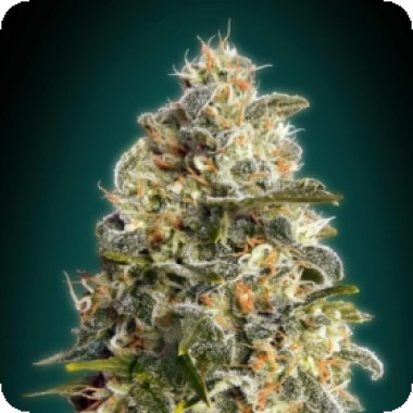 Advanced Cannabis Seeds Heavy Bud