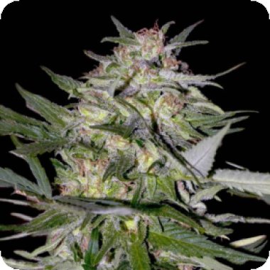 Advanced  Cannabis  Seeds  Jack  Plant