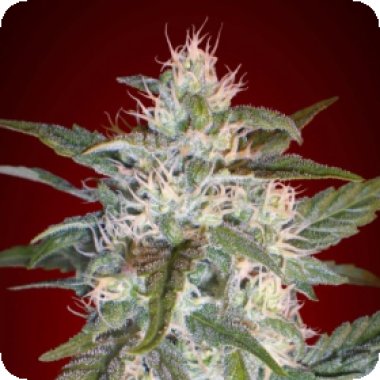 Advanced  Cannabis  Seeds  Kaya 47