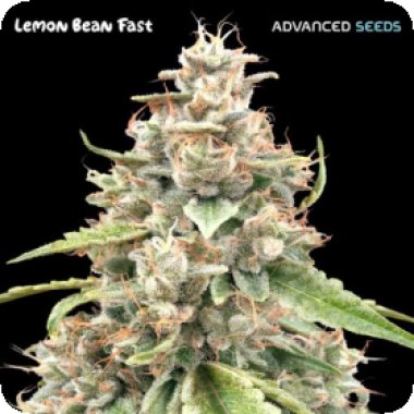 Advanced  Cannabis  Seeds  Lemon  Bean  Fast  Version