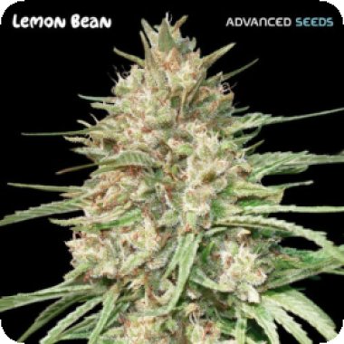 Advanced  Cannabis  Seeds  Lemon  Bean