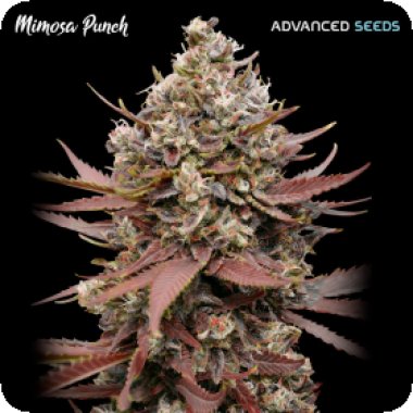 Advanced  Cannabis  Seeds  Mimosa  Punch