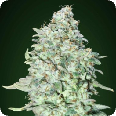 Advanced  Cannabis  Seeds  Og  Kush  Sfv