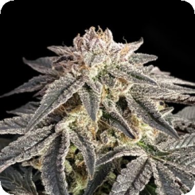 Advanced  Cannabis  Seeds  Permanent  Marker