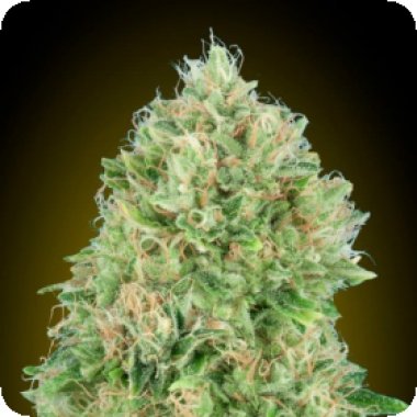 Advanced  Cannabis  Seeds  Pineapple  Glue