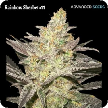 Advanced  Cannabis  Seeds  Rainbow  Sherbet 11
