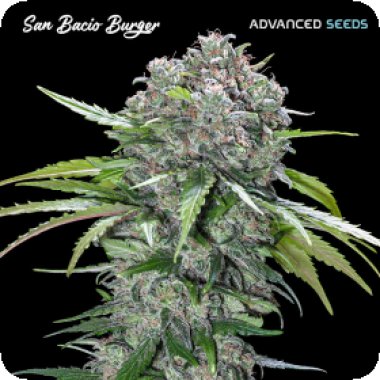 Advanced  Cannabis  Seeds  San  Bacio  Burger