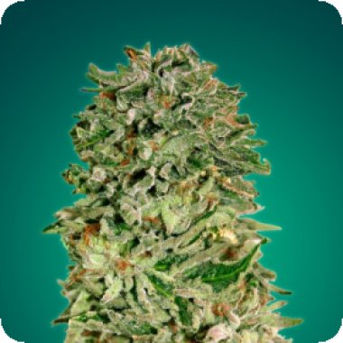 Advanced  Cannabis  Seeds  Shark  Widow  Cbd