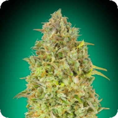 Advanced  Cannabis  Seeds  Skunk 47