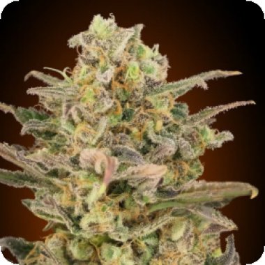 Advanced  Cannabis  Seeds  Somango  Glue