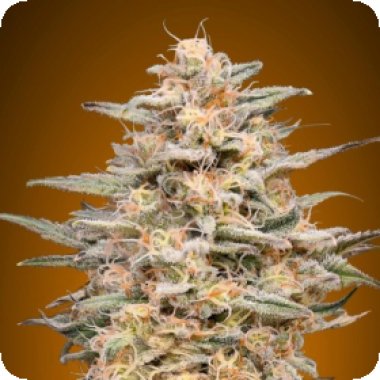 Advanced  Cannabis  Seeds  Somango  Widow