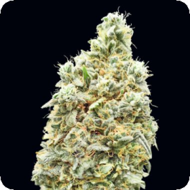 Advanced  Cannabis  Seeds  Strawberry  Banana  Fast  Version