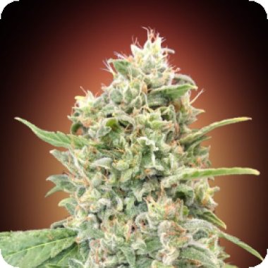 Advanced  Cannabis  Seeds  Strawberry  Banana