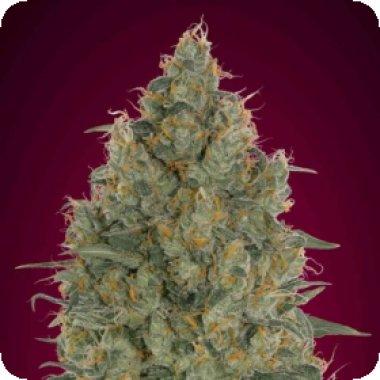Advanced  Cannabis  Seeds  Strawberry  Gum