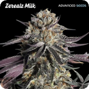 Advanced  Cannabis  Seeds  Zerealz  Milk